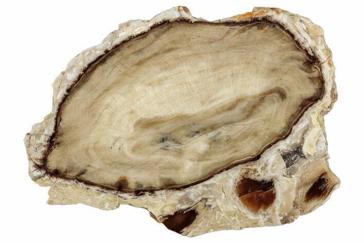 Polished Petrified Wood (Bald Cypress) Round - Washington #253082